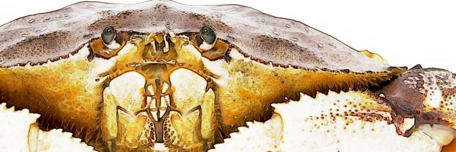 deerholme's profile banner image