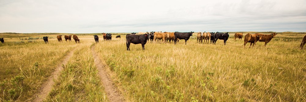 Canadian Cattle Foundation banner