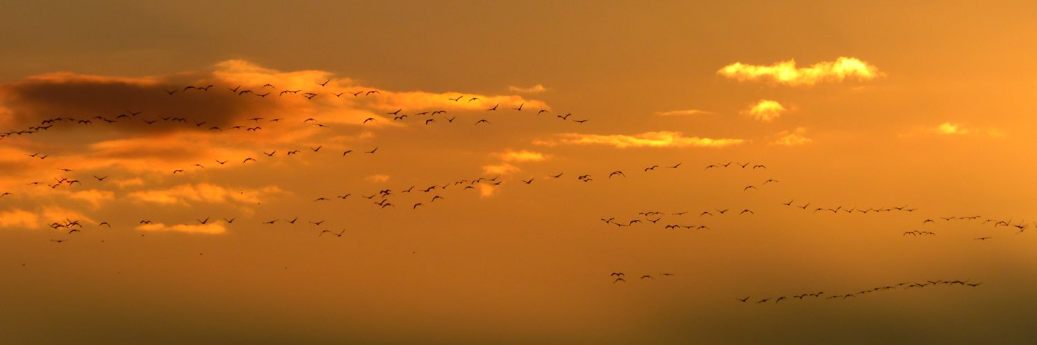Lucia Feldmann banner