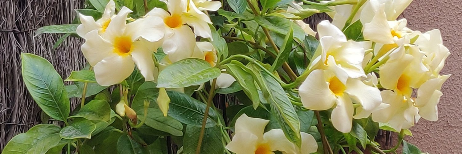 crespoely's profile banner image