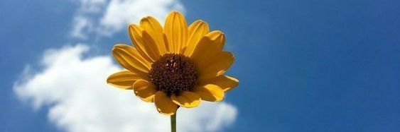 ตะวันง้าบบ🌻|| banner