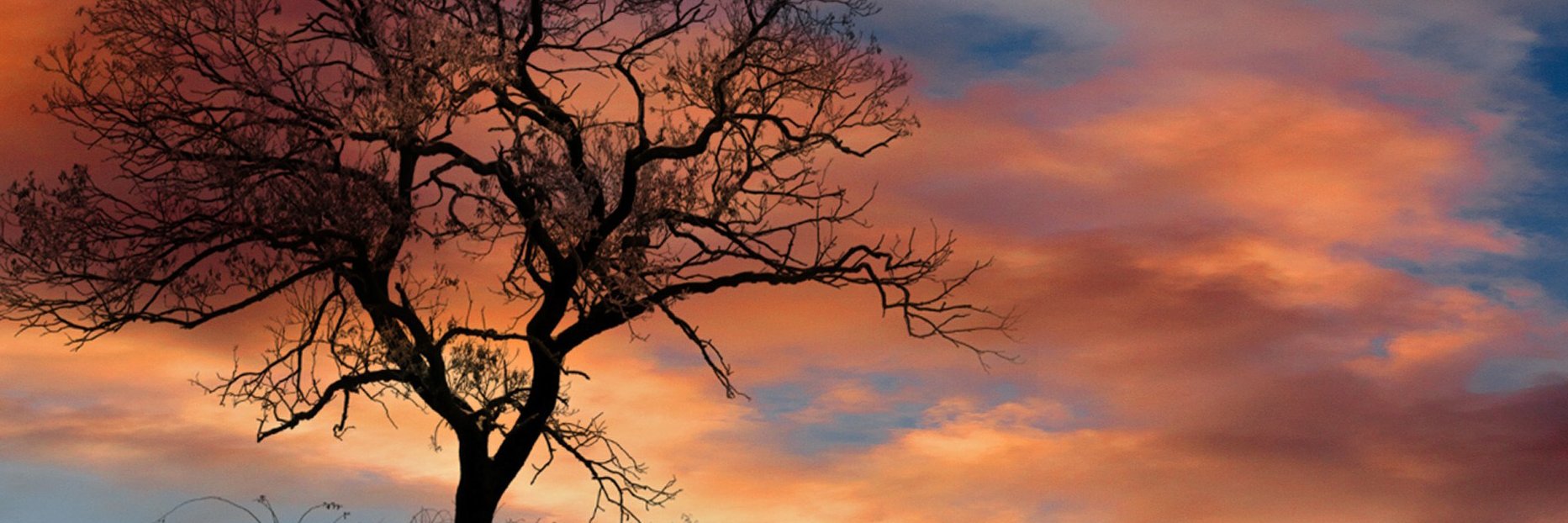 Cedric Eriale banner