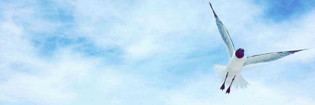 Cony_Cisneros's profile banner image