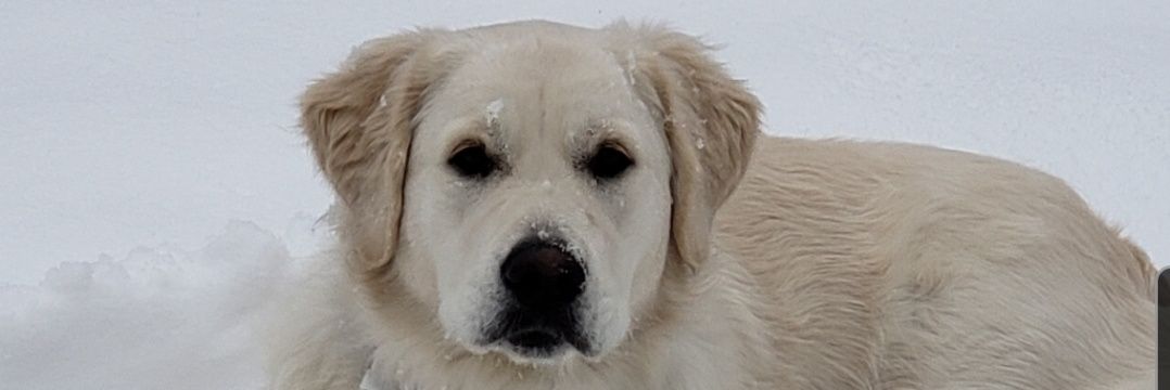 mike quartuccio banner