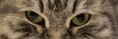 F҉u҉g҉l҉y҉c҉a҉t҉ BackFromMars's banner