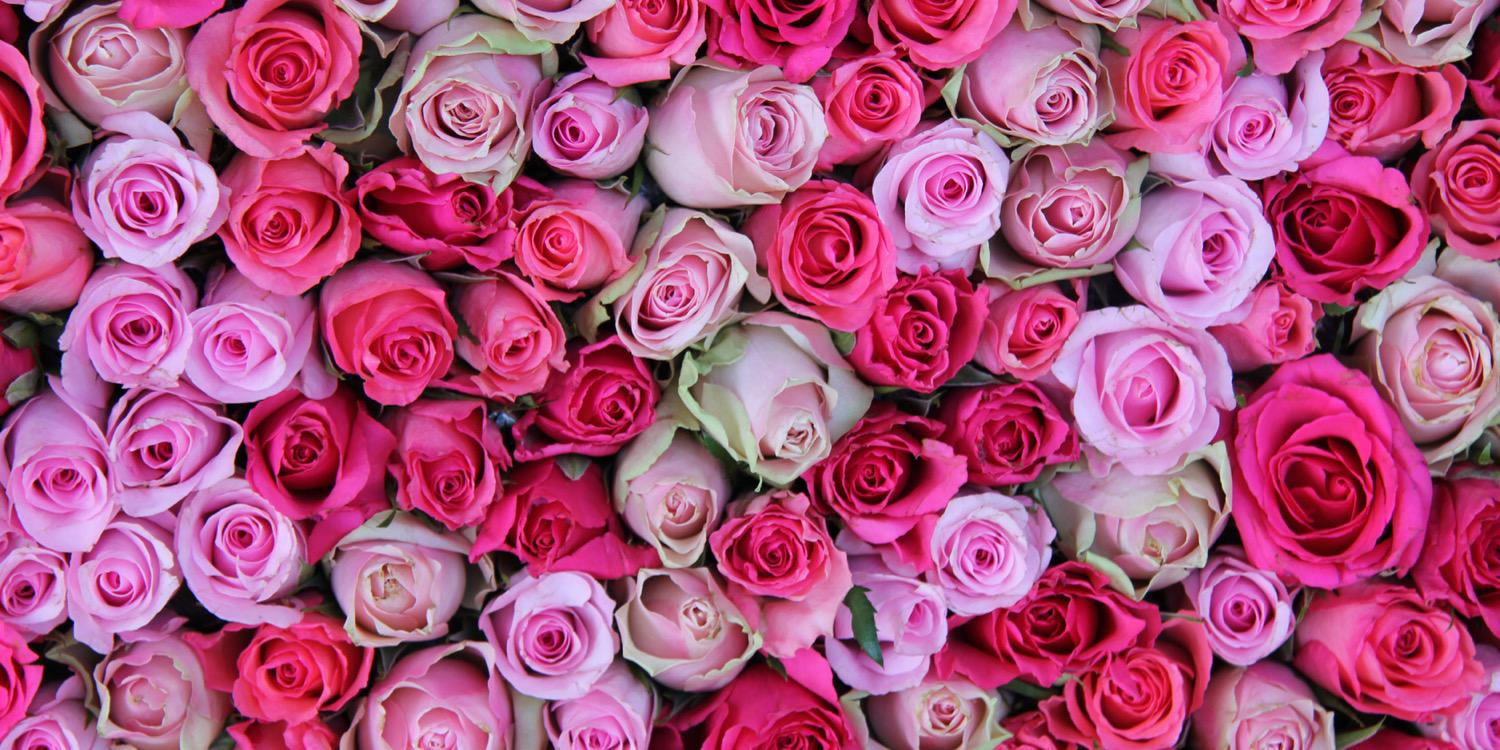 EburyCollection's profile banner image
