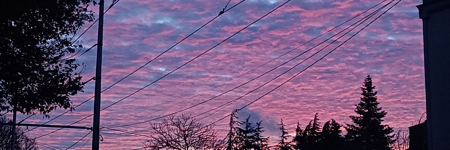 stele 🧡💜 banner