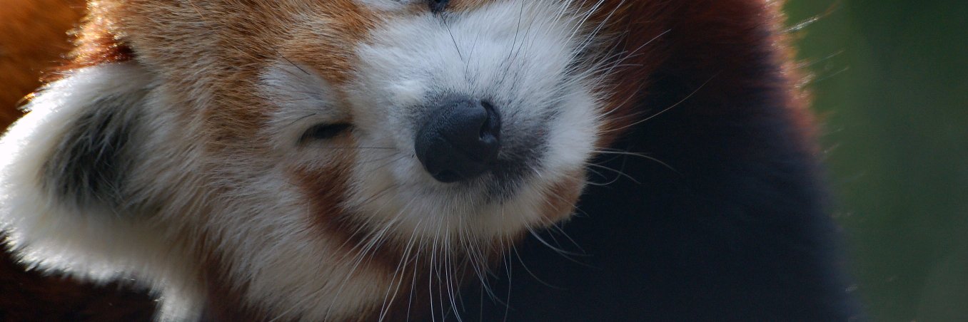 Seini_'s profile banner image