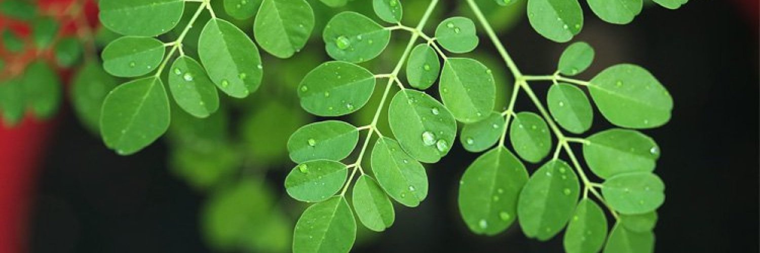 CUMmoanGAY banner
