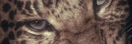 tojiscumdumpste's profile banner image