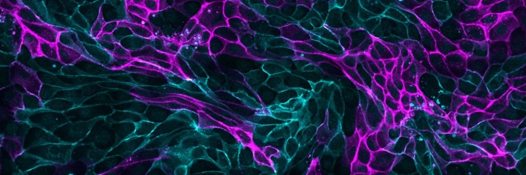 Alex Ritter, PhD banner