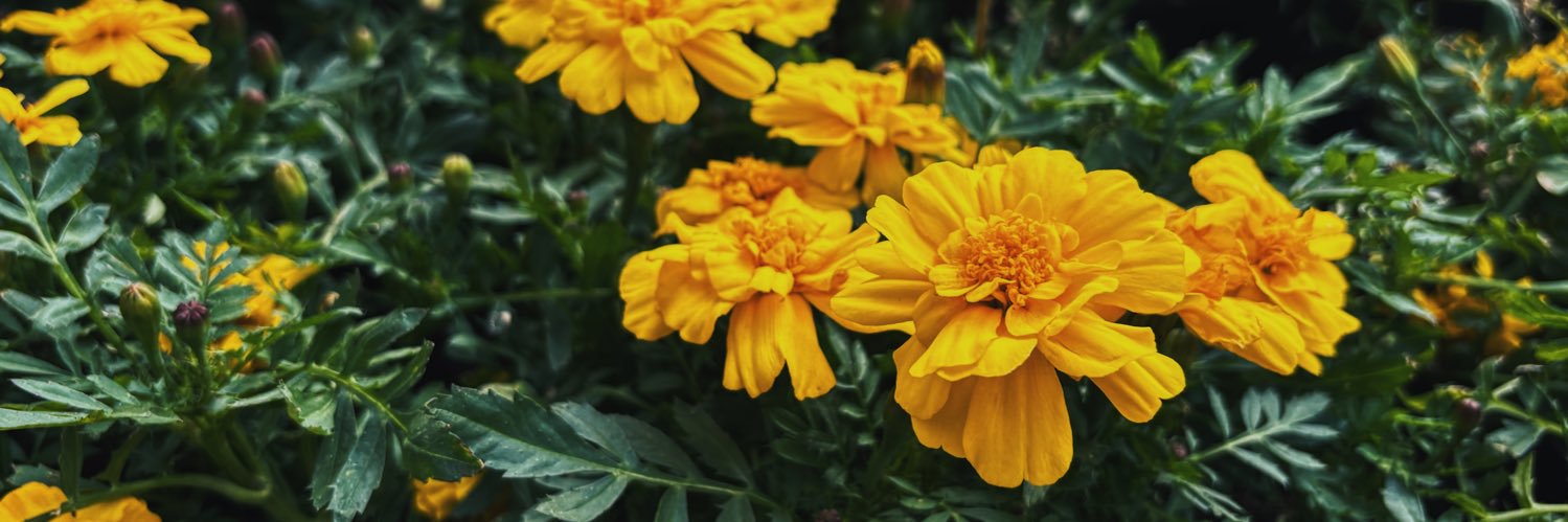 goodknits's profile banner image
