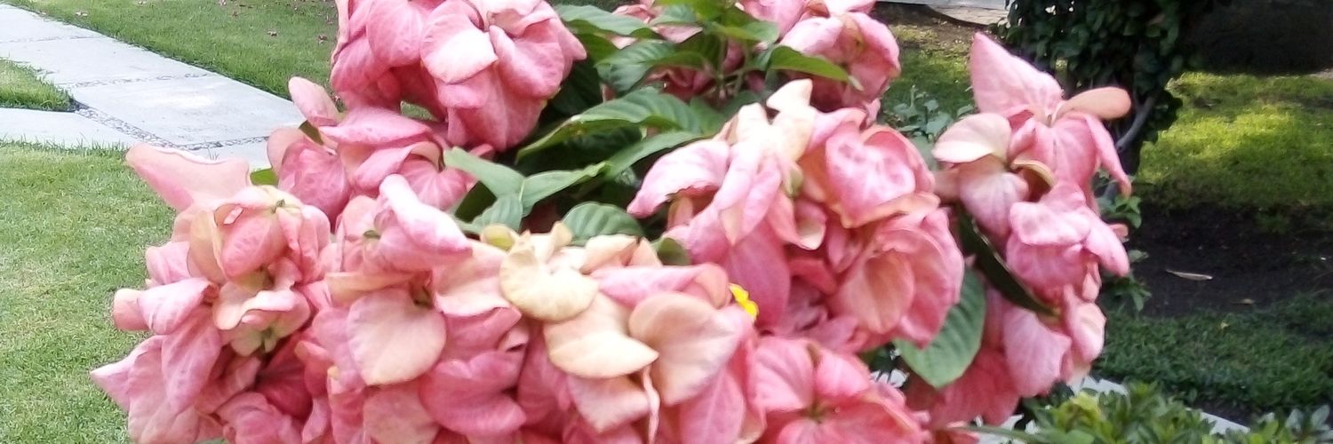 Moni_diamant's profile banner image