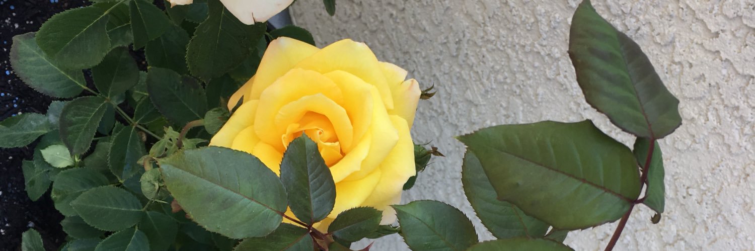 GabyAyye's profile banner image