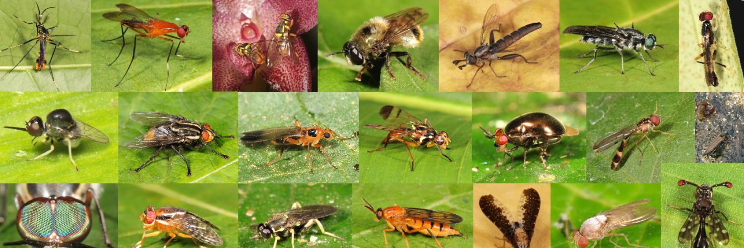 Dipterists Society banner