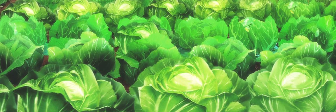 Cabbages_VA banner