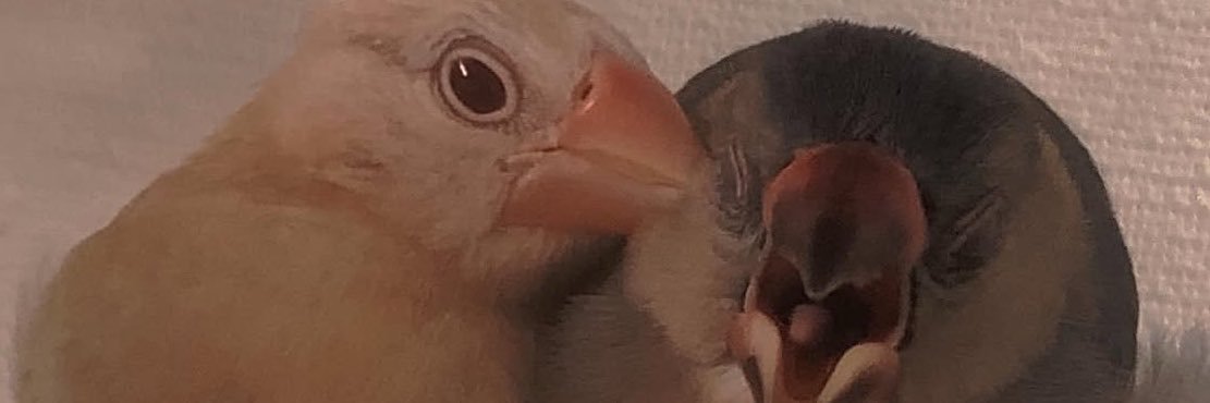 2026AIUEO's profile banner image
