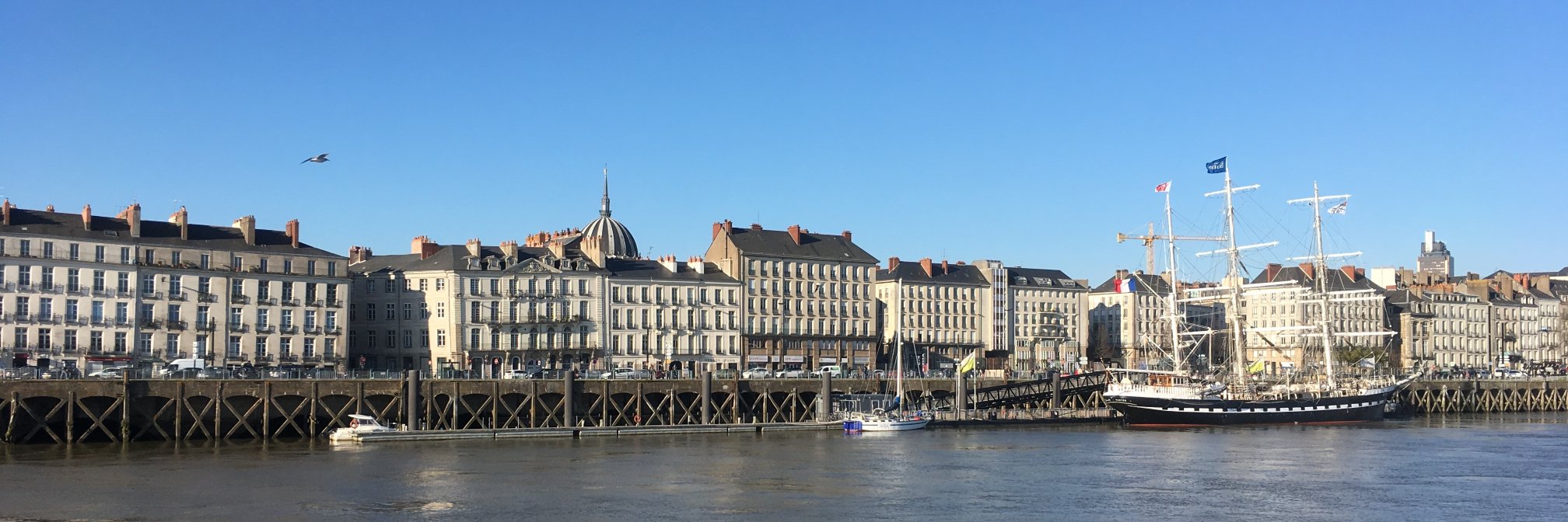 Diane Scherer banner