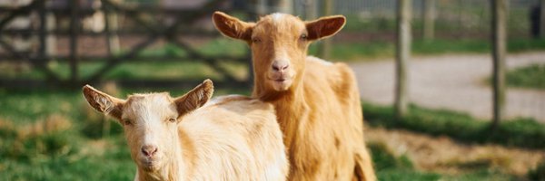 DooniesFarm Profile Banner