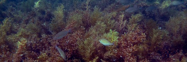 FultoFish Profile Banner