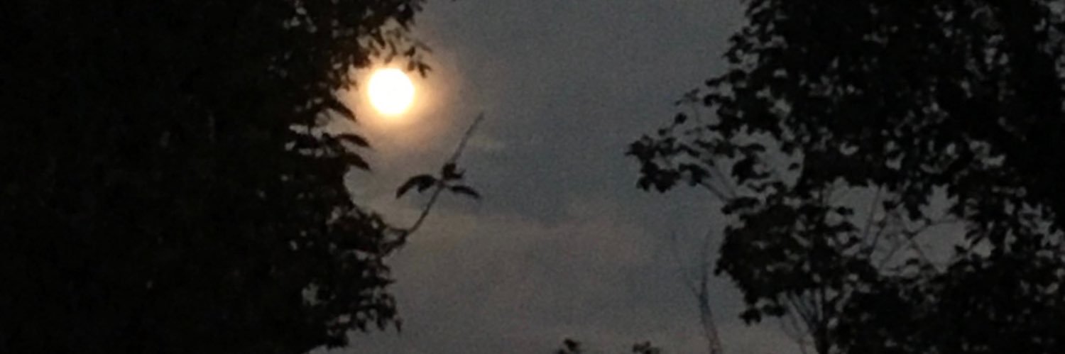 lamb_'s banner