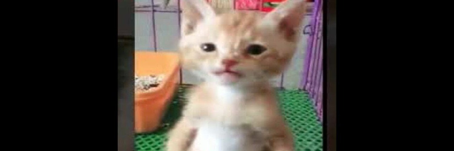 Кот сидит на задних лапах. Кот мем стоит на задних. Кот мем мем. Котики без заднего фона. Коты мемы.