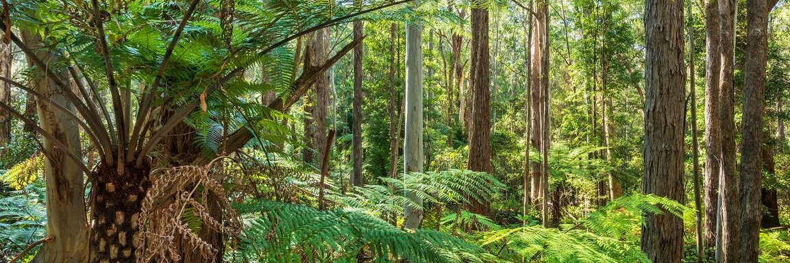 Leonardo DiCaprio banner