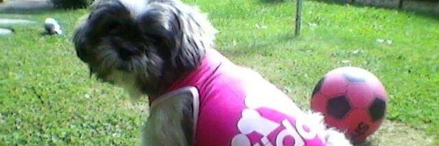 MShihtzu's profile banner image