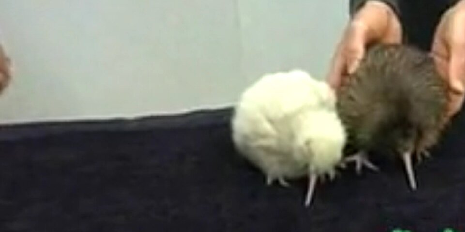 kiwi_bot_'s profile banner image