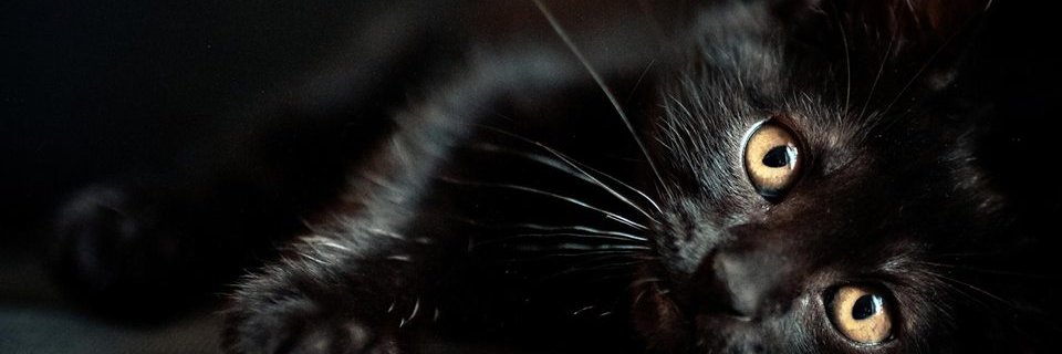 IamMigelon's profile banner image