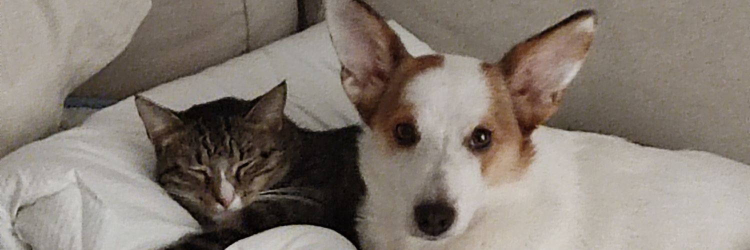 Shadow of Agnia banner