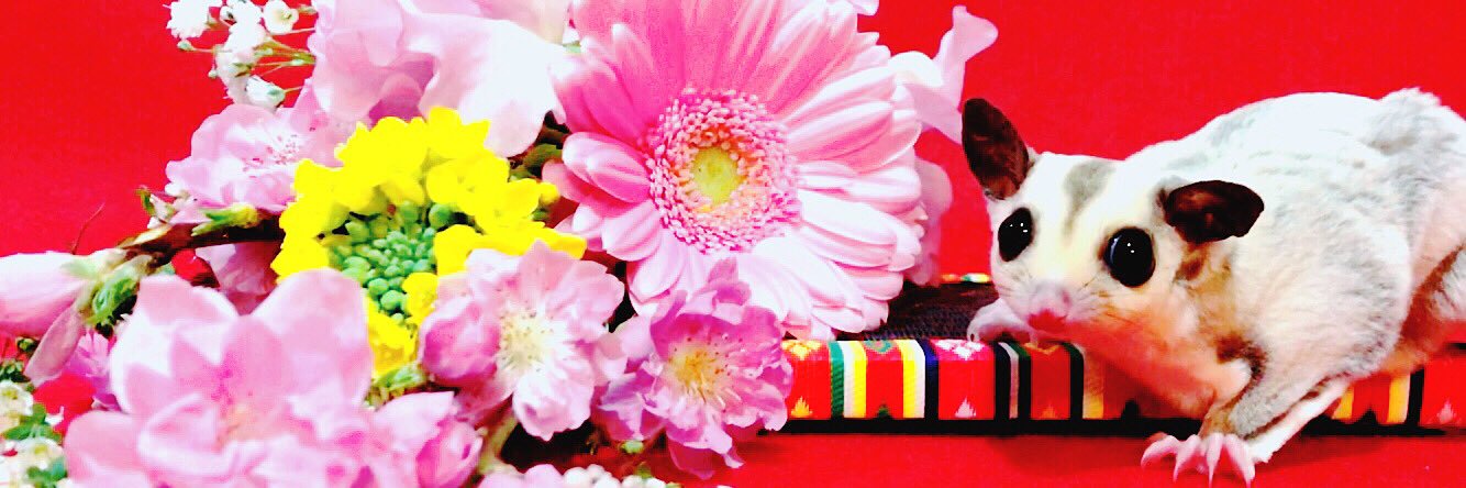 nosuke_mk2's profile banner image