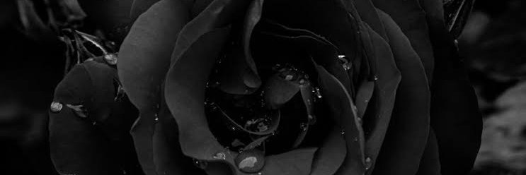 amorettesalim's profile banner image