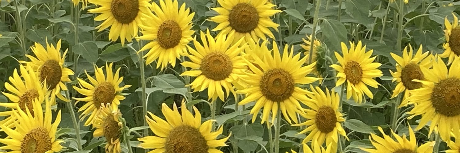 patomota's profile banner image