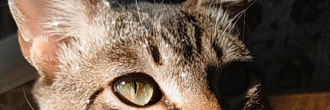 Elsaaandwitch's profile banner image