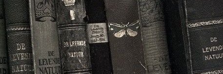 hediYSL's profile banner image