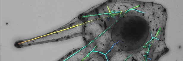 Sébastien Schaub banner