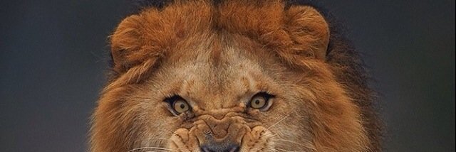 TOOMUCHSWAGG52's profile banner image