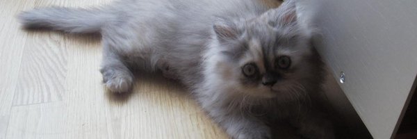 GuillemBuesa Profile Banner