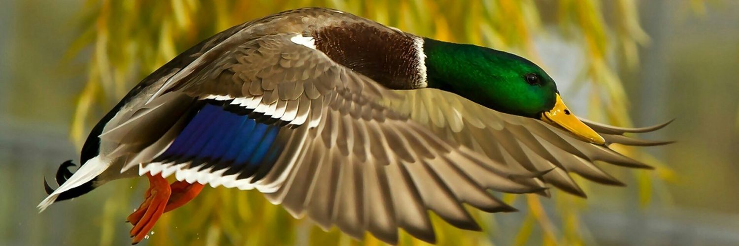 🇳🇱 Martin Brons 🇳🇱 🚜🔨🎄🐕 🇷🇺 🇮🇱 banner