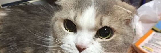 macchiatax's profile banner image