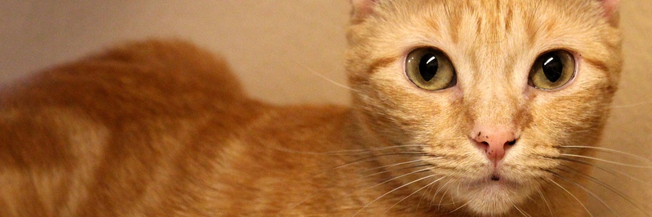 dpfyp's profile banner image