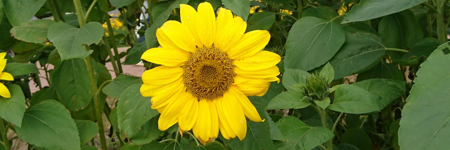 hiflowerpig's profile banner image