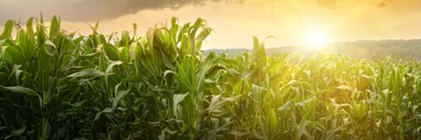 JoeDoggers Profile Banner