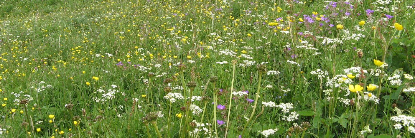 BowleesVisitorCentre banner