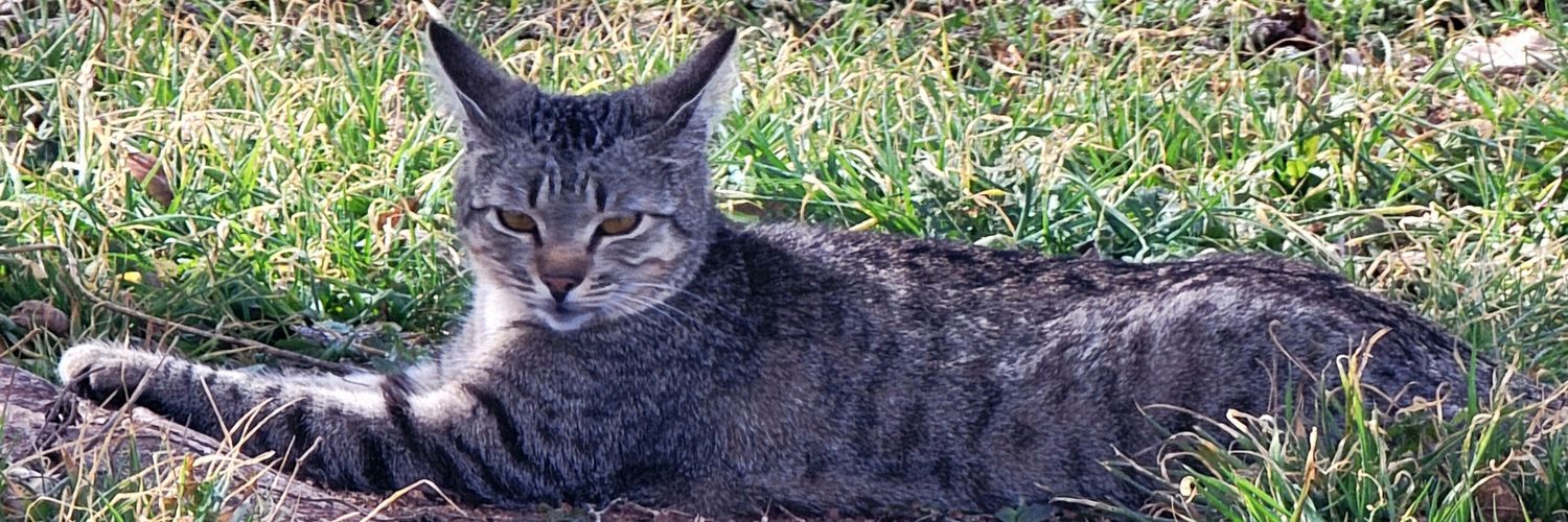 CounterCultureChick banner