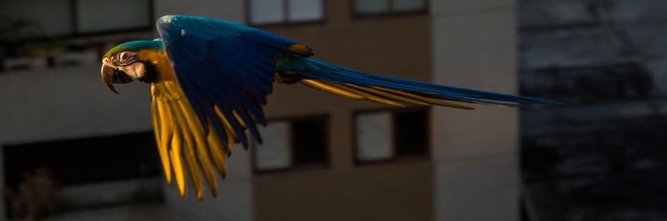 vlamarin's profile banner image