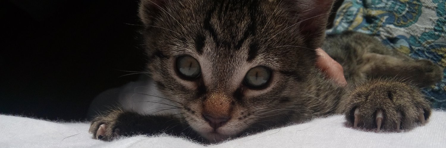 kimtxuu's profile banner image