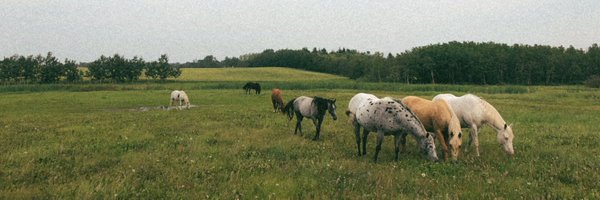 KylaShellan Profile Banner