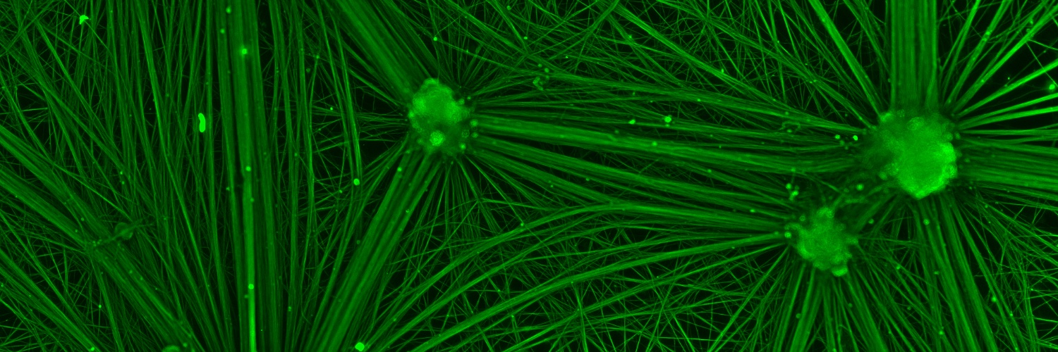 Christina Mortensen banner